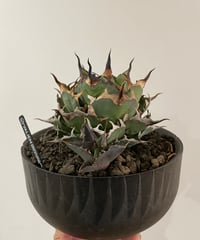 冰雹（LIZE血統） | plants by frame