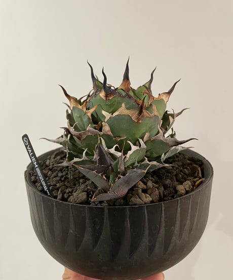 ハデス （発根済）　lize産（血統） ハデス （発根済） lize産（血統） - メルカリ