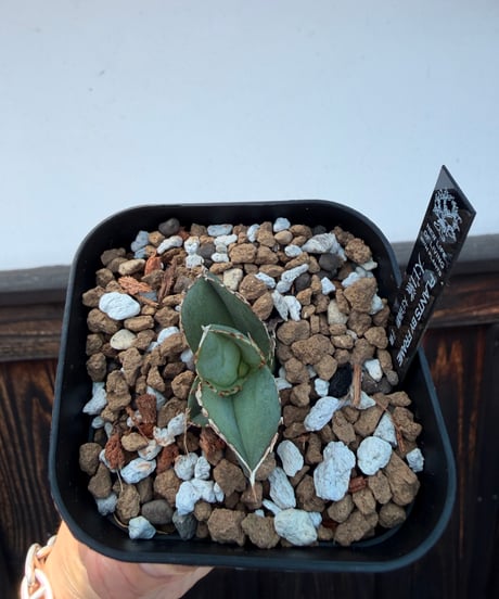 （LIZE血統）大白鯊（大白海胆）発根済