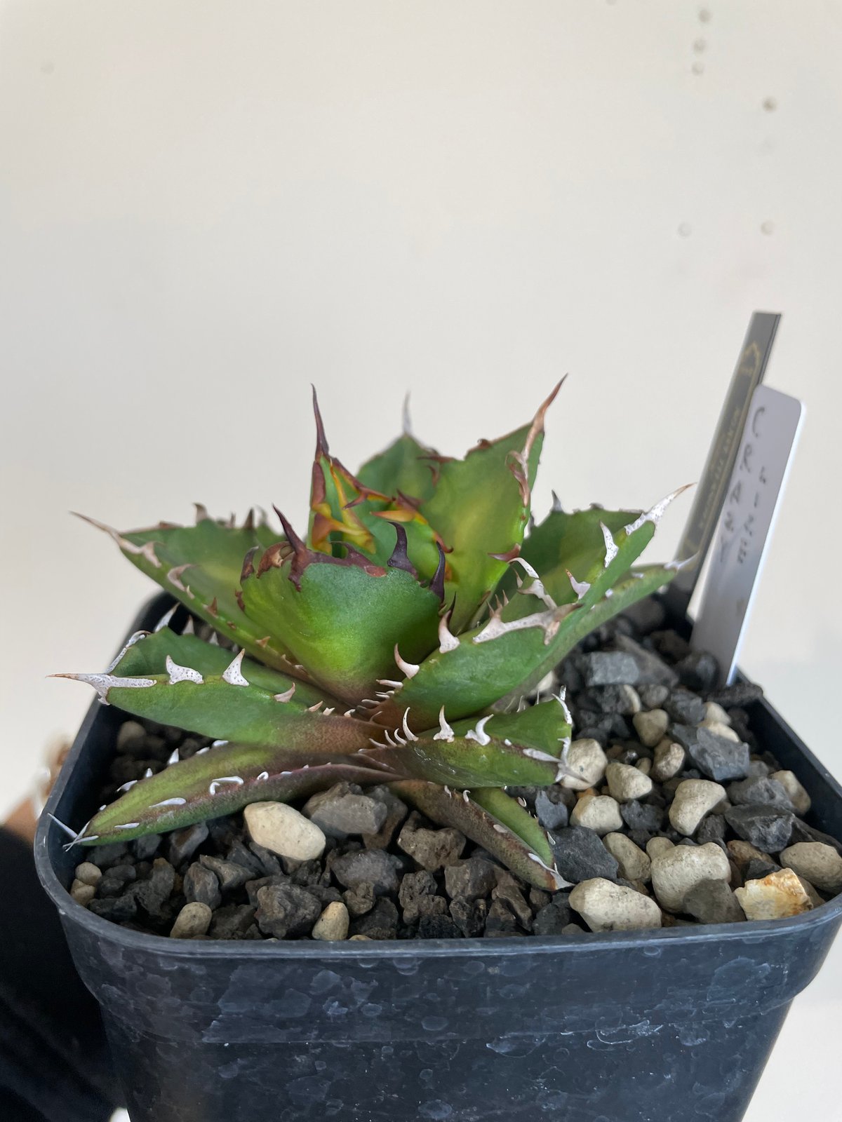 アガベ lize血統 夜燕 未発根 Yahoo!オークション - アガベ 夜燕 発根