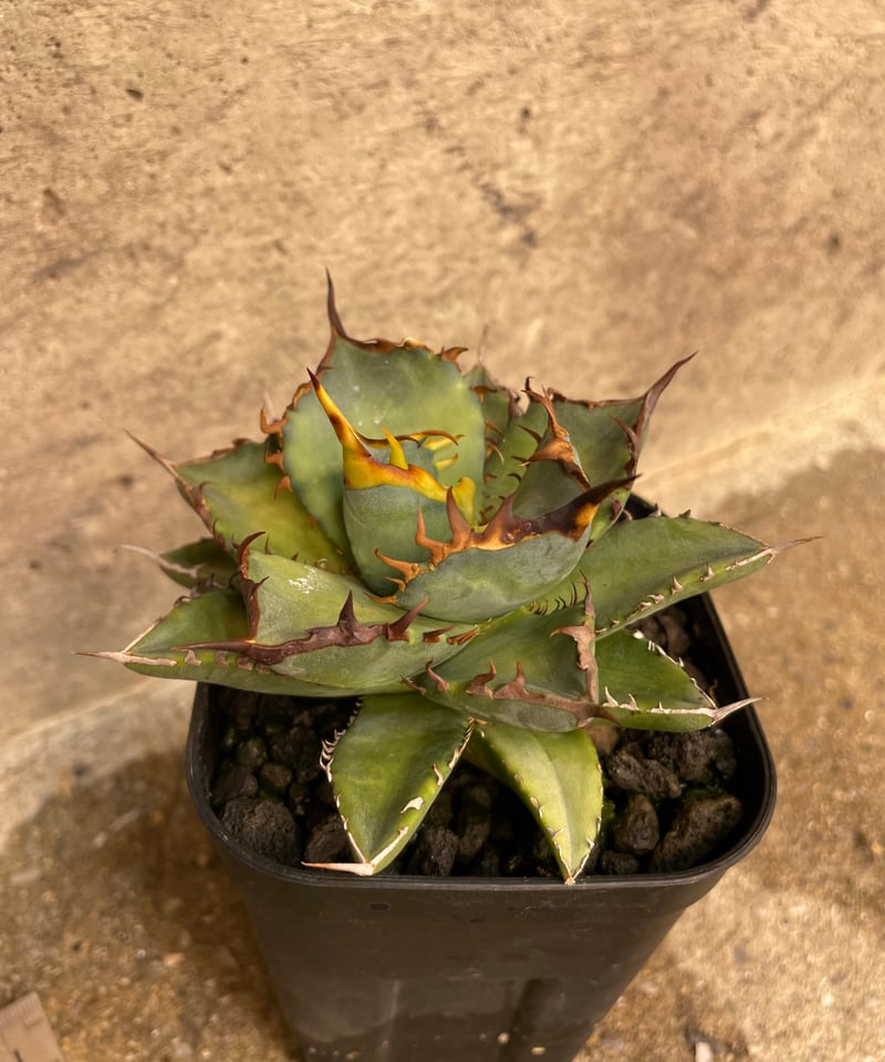 lize血統）鳳凰 発根済 小株 | plants by frame