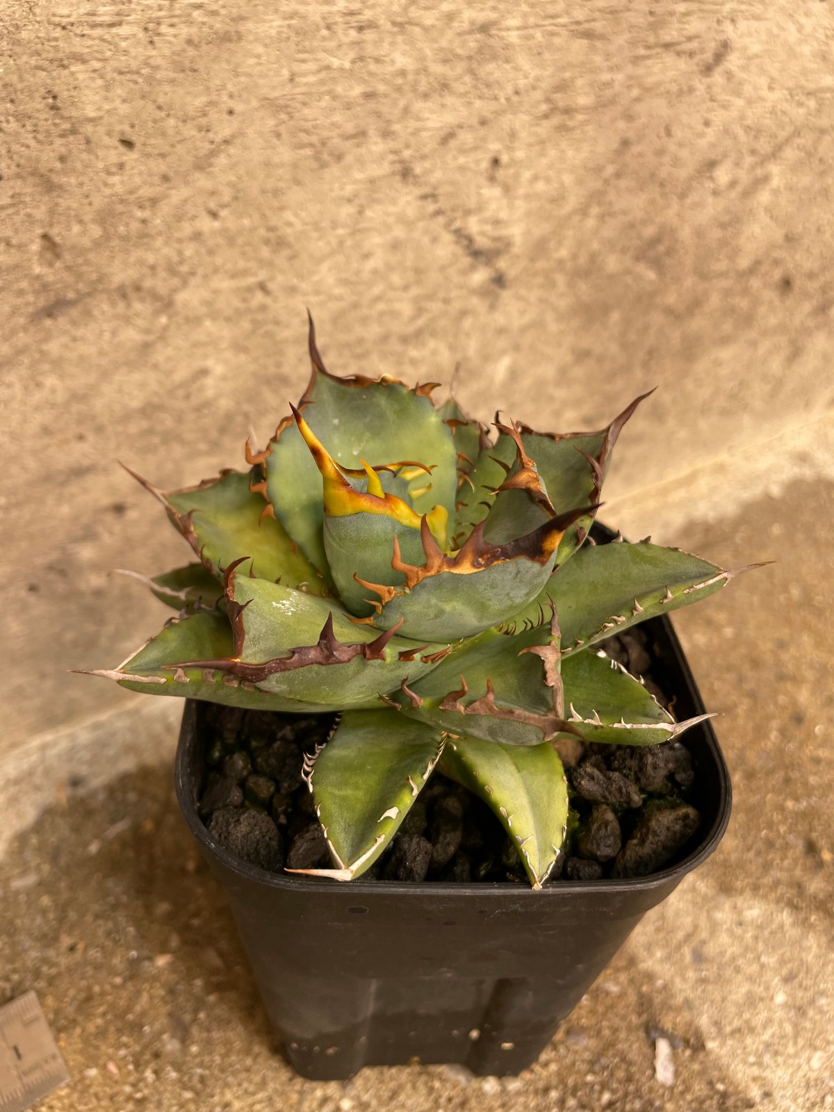 アガベ　lize血統 夜燕　未発根 アガベ lize血統 夜燕 未発根 アガベ lize血統 夜燕 未発根