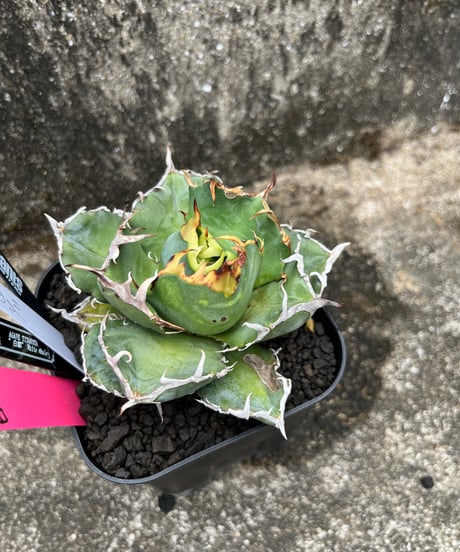 （lize血統）白鯨　発根済　小株
