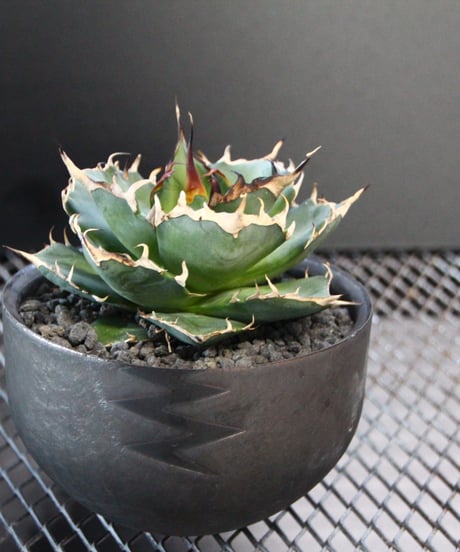 valiem植栽　HADES  L size