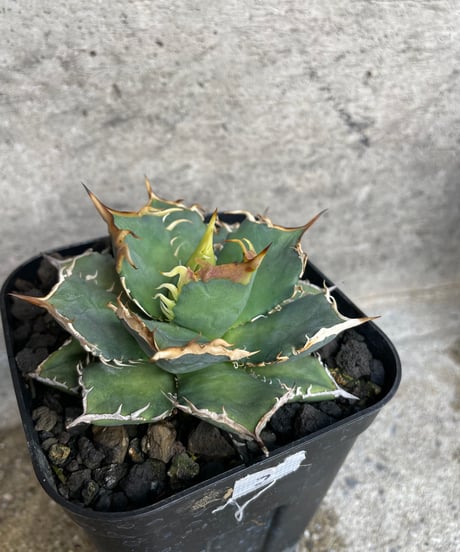 （TONY産）烈焰　発根済　小株大