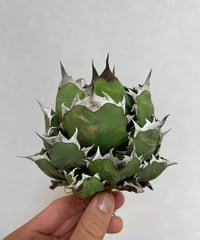 （台湾産）姫厳龍　精品　②
