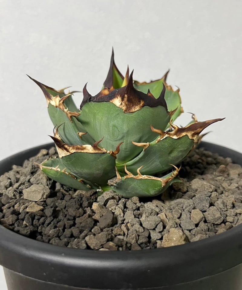 毒刺産 白犀牛 【公式通販】