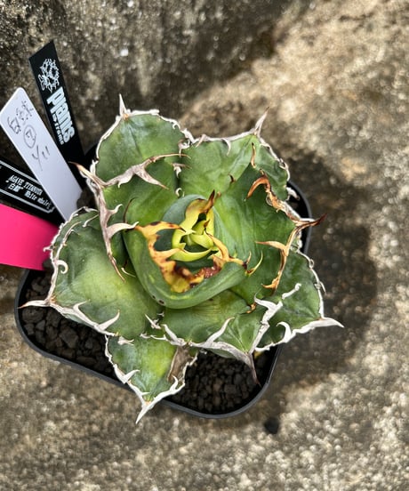 （lize血統）白鯨　発根済　小株