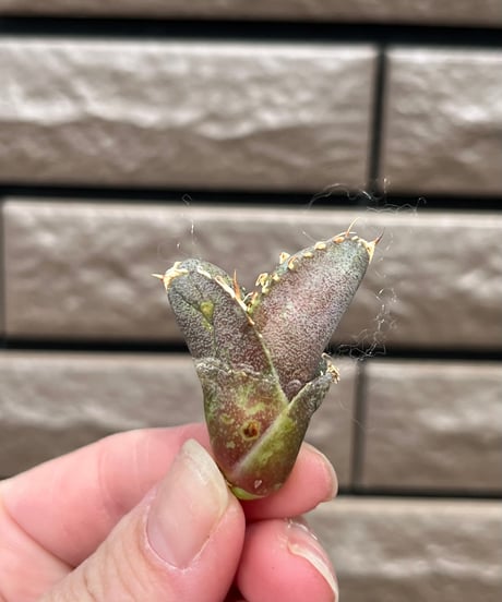 大白鯊　海胆子株　未発根