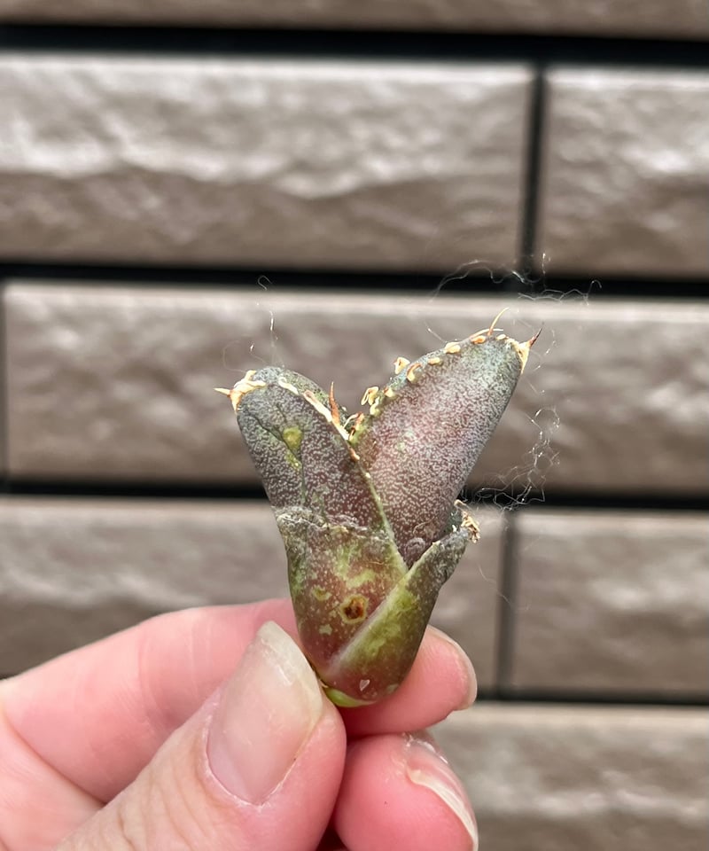 大白鯊 海胆子株 未発根 | plants by frame
