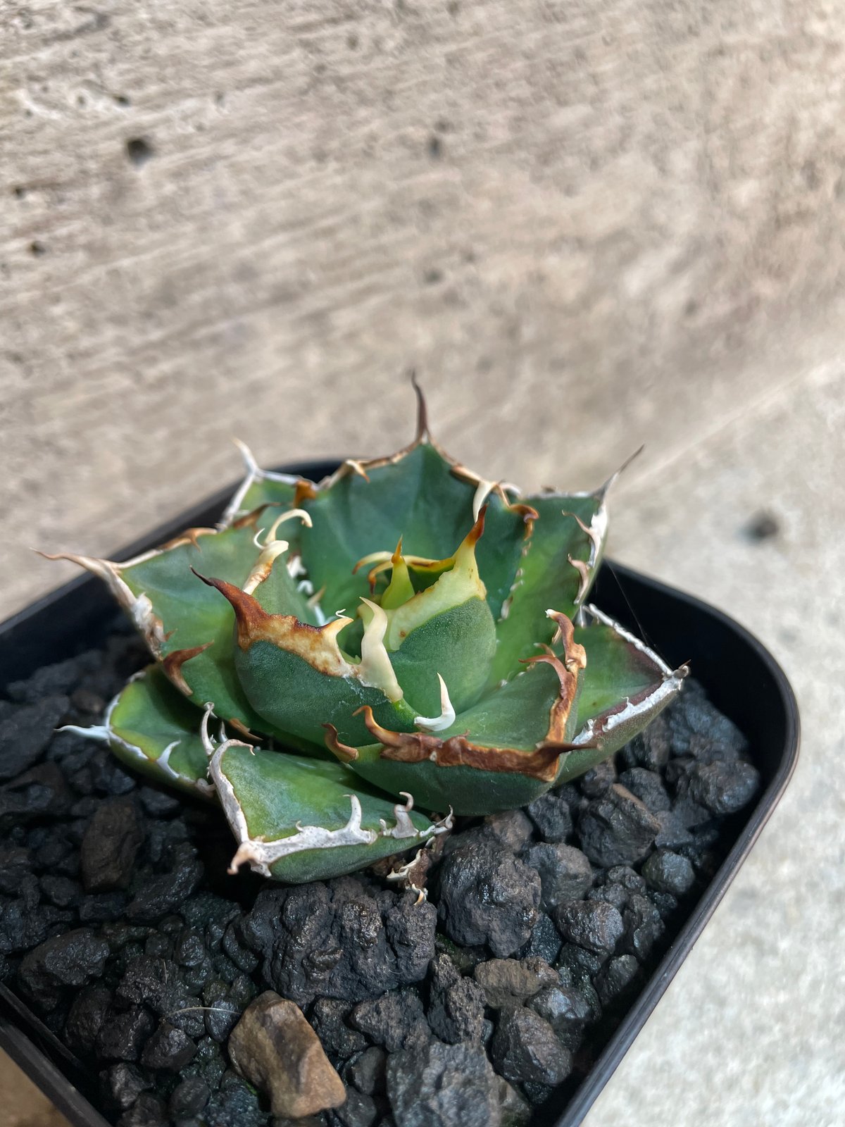 Lize血統　麻花龍　子株　発根済み！ アガベ チタノタ 麻花龍 【台湾 berlin産/子株/抜き苗】D