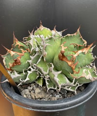 lize血統）清櫻 発根済 | plants by frame