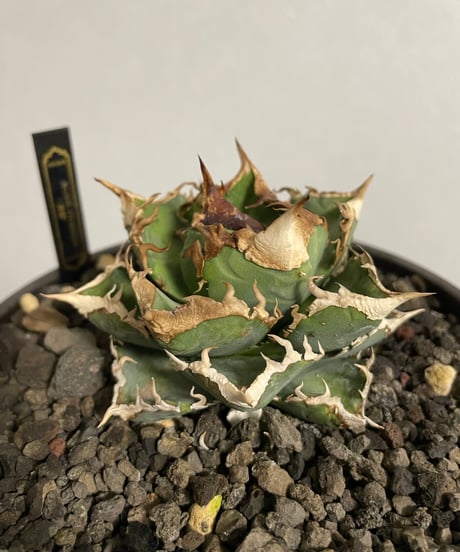 （lize血統）清櫻　発根済