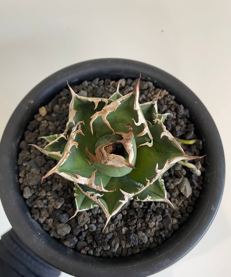 アガベ 南アフリカダイヤモンド SAD 極上 発根済み! - 植物/観葉植物 アガベ 南アフリカダイヤモンド SAD 極上 発根済み! - 植物/観葉植物