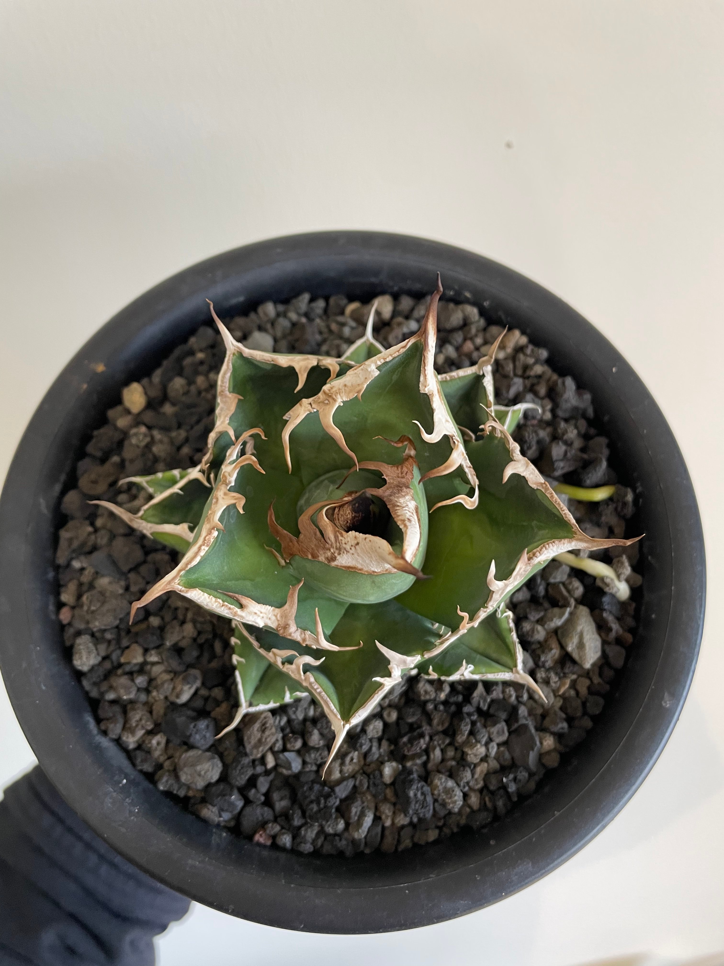 SAD/南アフリカダイヤモンド 発根済 中株 | plants by frame