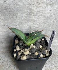 （lize血統）白鯨　発根済子株