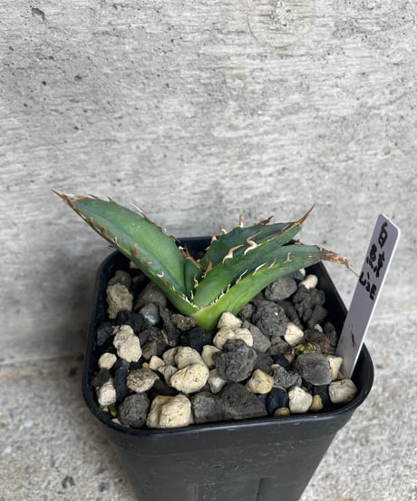 （lize血統）白鯨　発根済子株