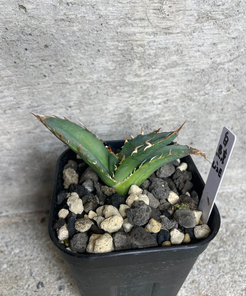 lize血統)白鯨 発根済子株 | plants by frame lize血統)白鯨 発根済子株 | plants by frame