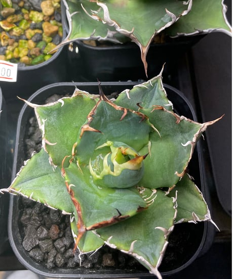 （lize血統）白鯨　発根済