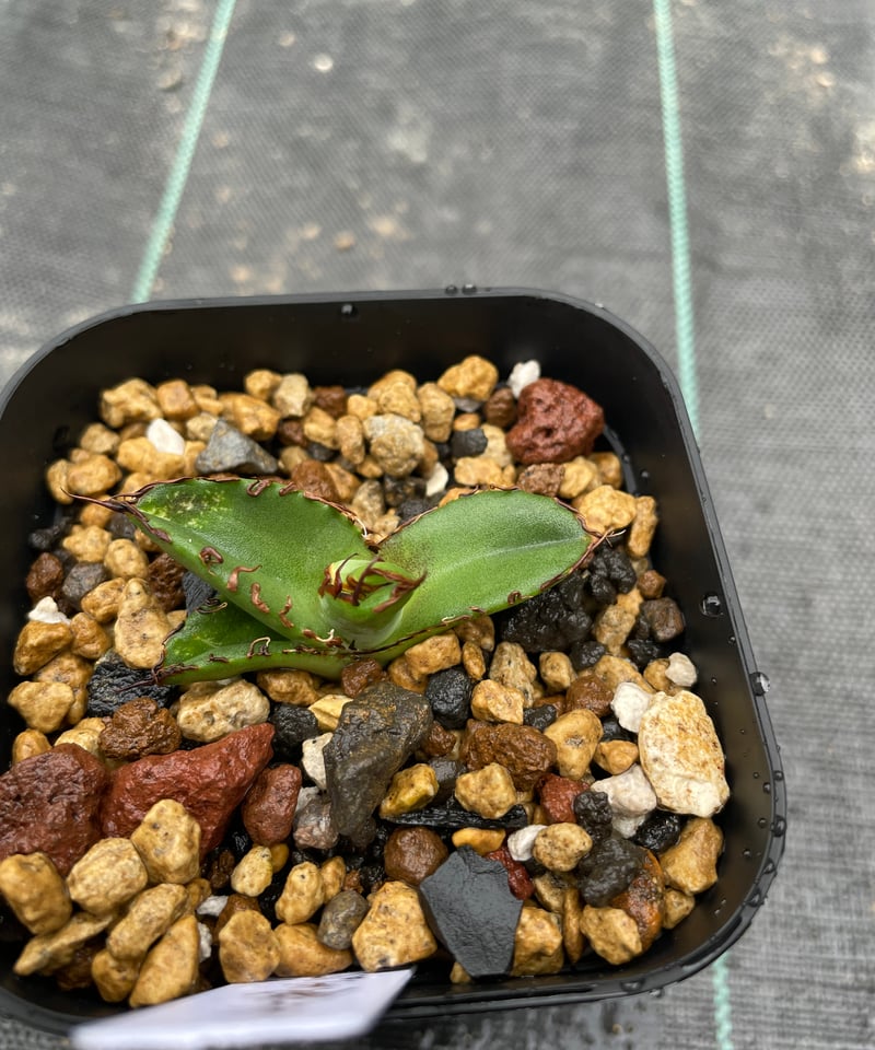 lize血統）牛魔王 直子 発根済子株 | plants by frame