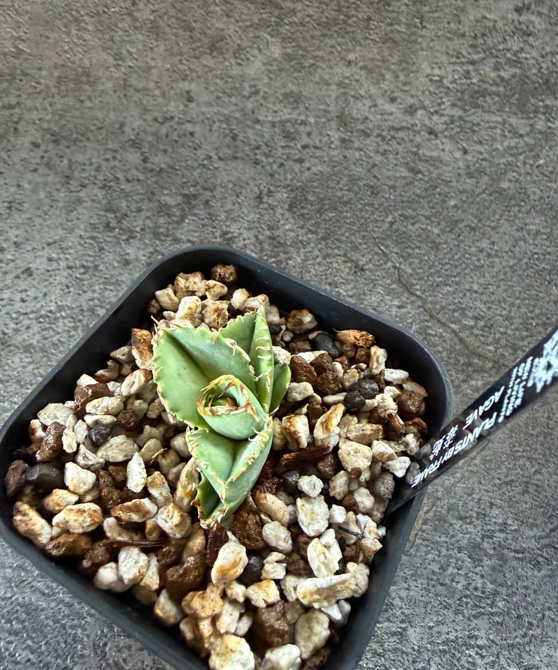 Berlin血統）毒蛇 発根済 | plants by frame