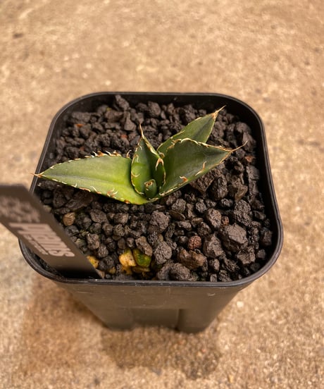（lize血統）白鯨　発根済子株
