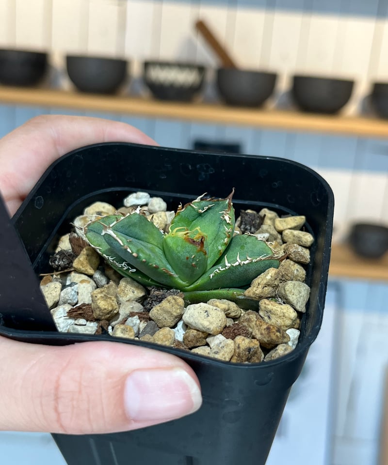 lize 血統　冰雹　子株 冰雹（LIZE血統） | plants by frame