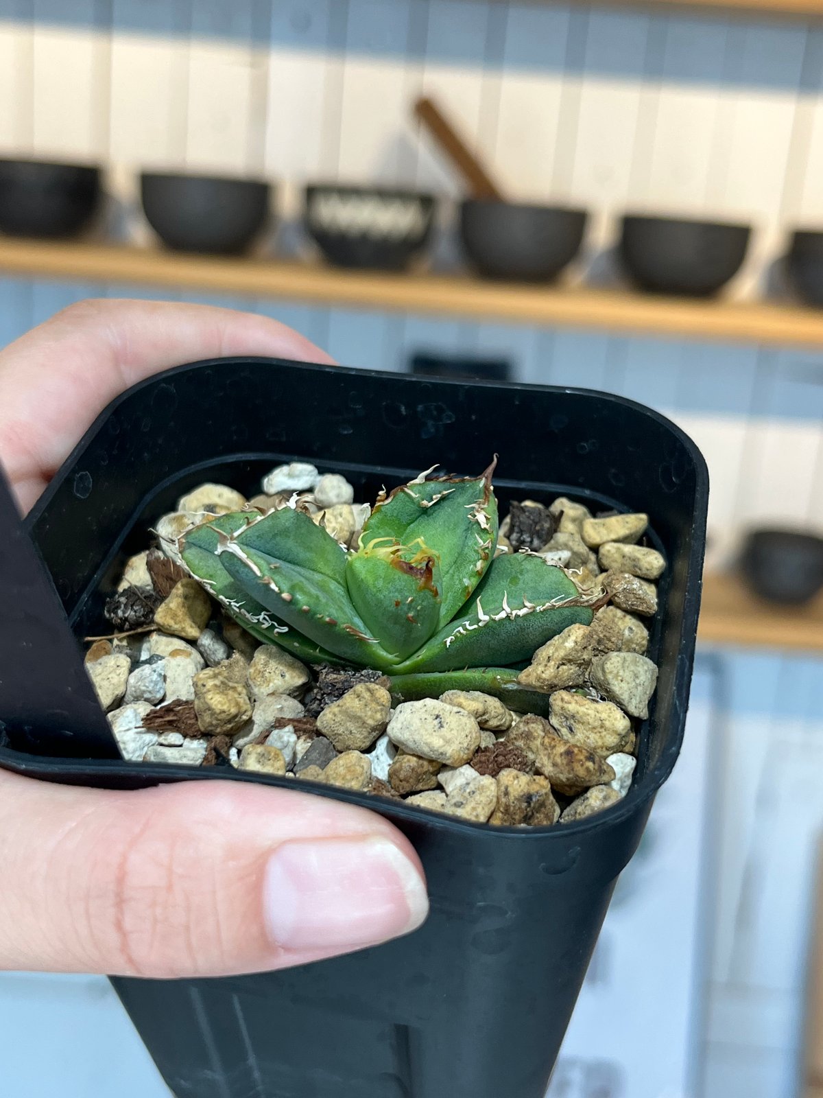 冰雹（LIZE血統） | plants by frame