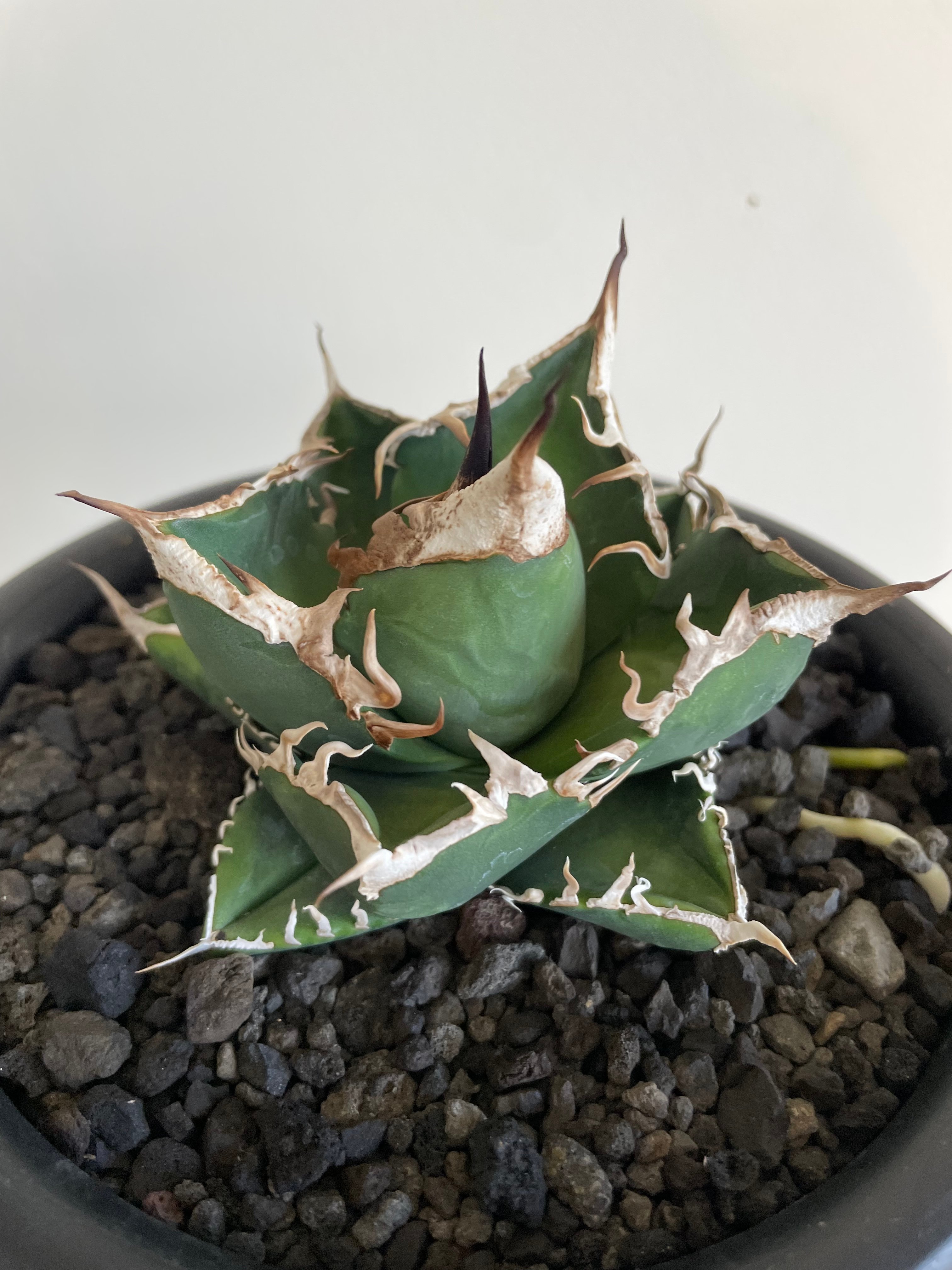 SAD/南アフリカダイヤモンド 発根済 中株 | plants by frame