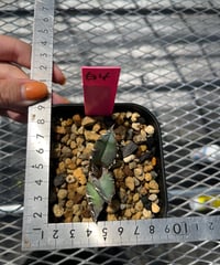 Berlin \"毒蛇\" 子株　発根済み Berlin血統）毒蛇 発根済 | plants by frame