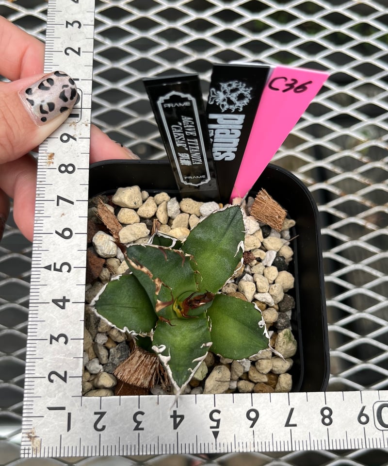 CAESAR/シーザー 子株 発根済（C36） | plants by frame