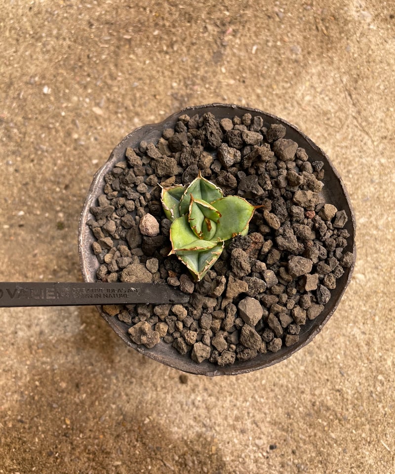 lize血統）清櫻 鉢付き | plants by frame