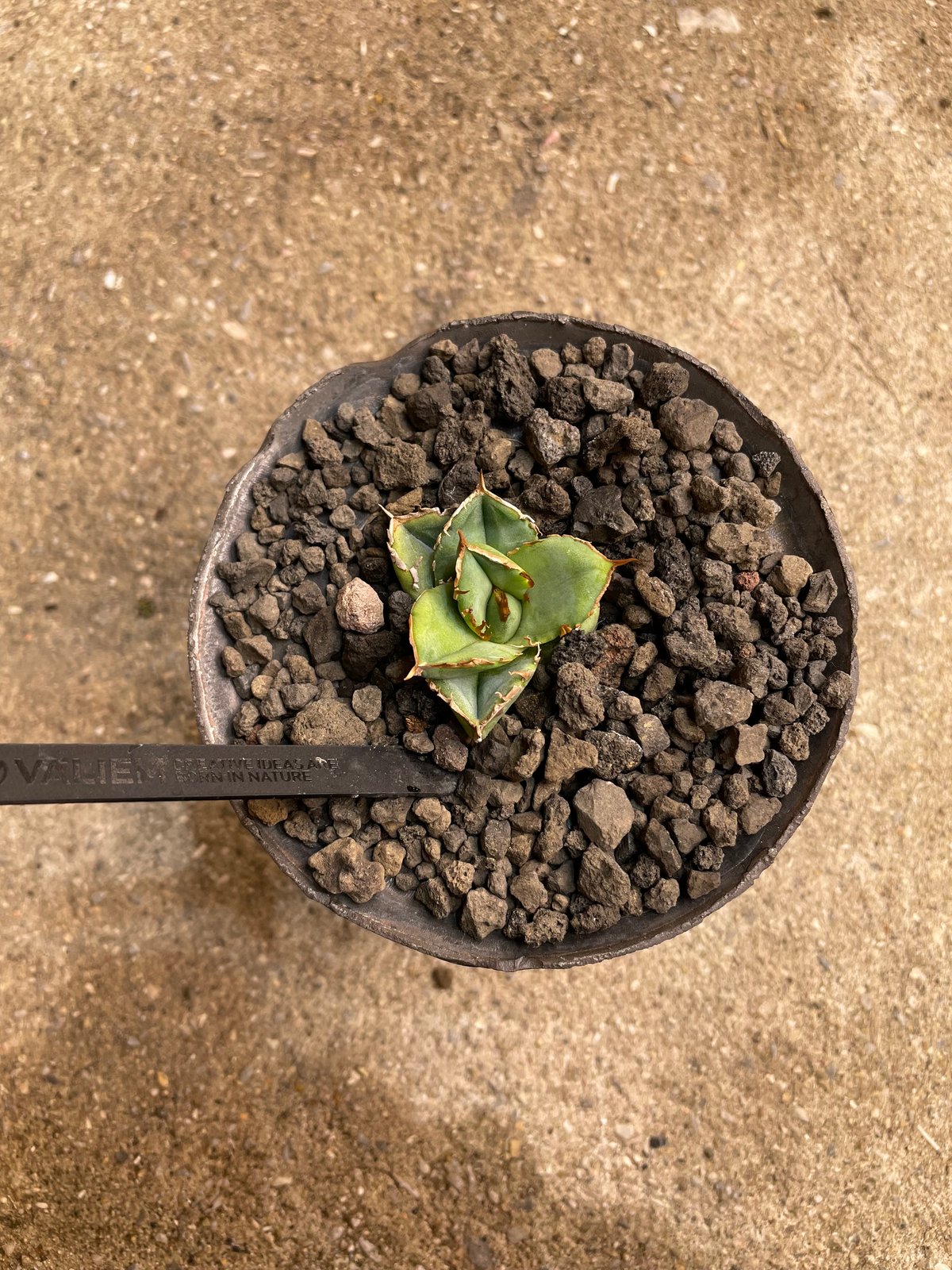 lize 清櫻　子株大サイズ　鉢植え活着済み lize血統）清櫻 鉢付き | plants by frame
