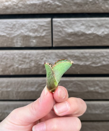 毒刺産　MS-ND 未発根
