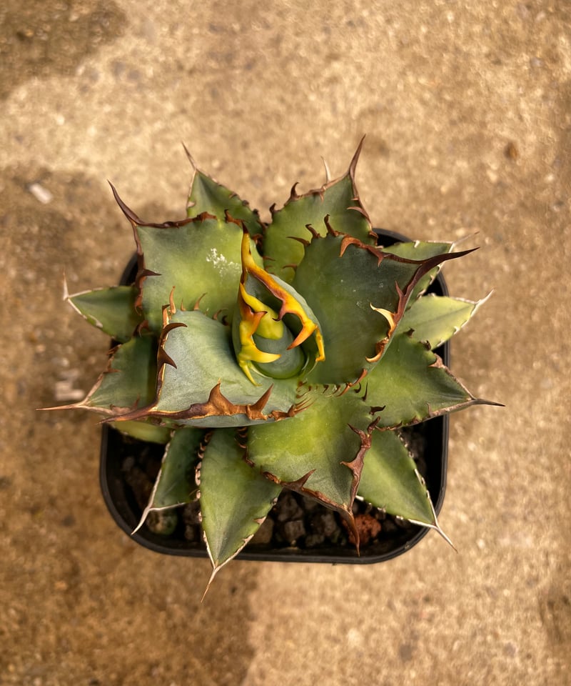 Lize血統 麻花龍 子株 発根済み！ Lize血統 麻花龍 子株 発根済み