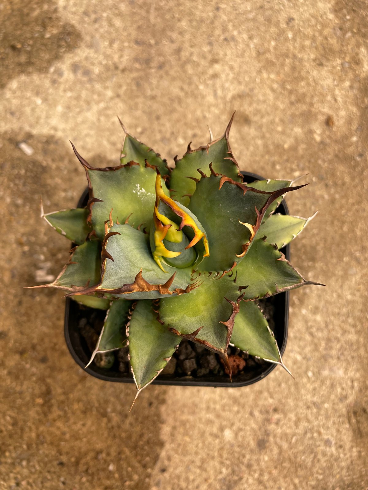 fit=scale-down,w=1200