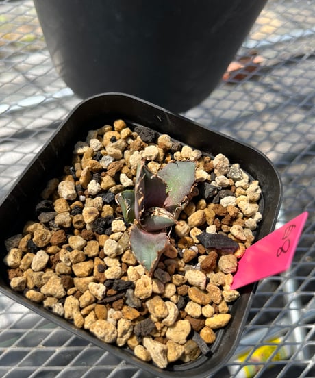 （lize血統）白鯨　発根済　子株（白8）