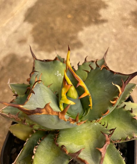 （lize血統）鳳凰　発根済　小株
