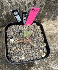 （TONY血統）烈焰　発根済　小株