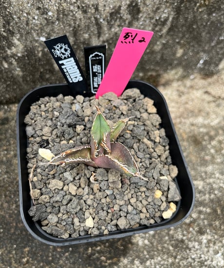 CATEGORY 厳選小株 | plants by frame