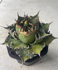 valiem × plants by frame 別注鉢 Mサイズ | plants by f