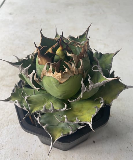 lize血統)CAESAR/凱撒 発根済大株 | plants by frame lize血統)CAESAR/凱撒 発根済大株 | plants by frame