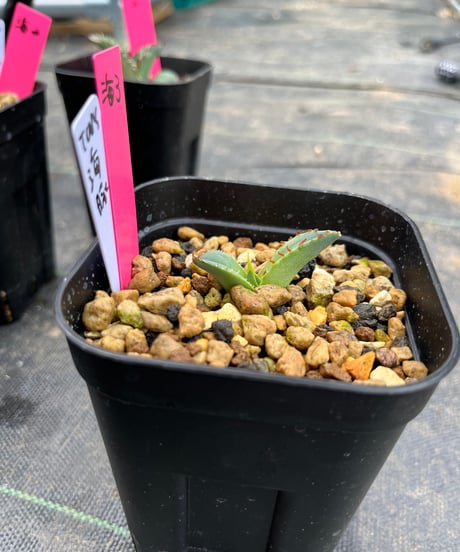 （TONY血統）海豚/発根済　子株　（海3）