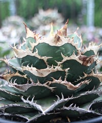 valiem × plants by frame 別注鉢 Mサイズ | plants by f