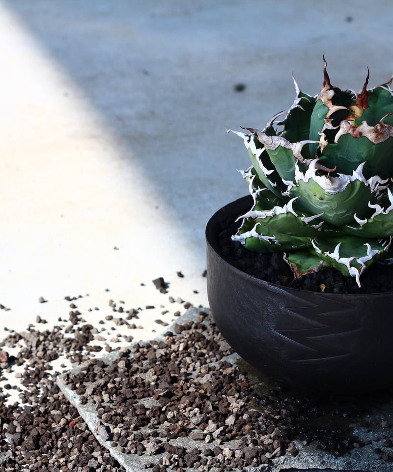 狂鯨 発根済 子株大 | plants by frame