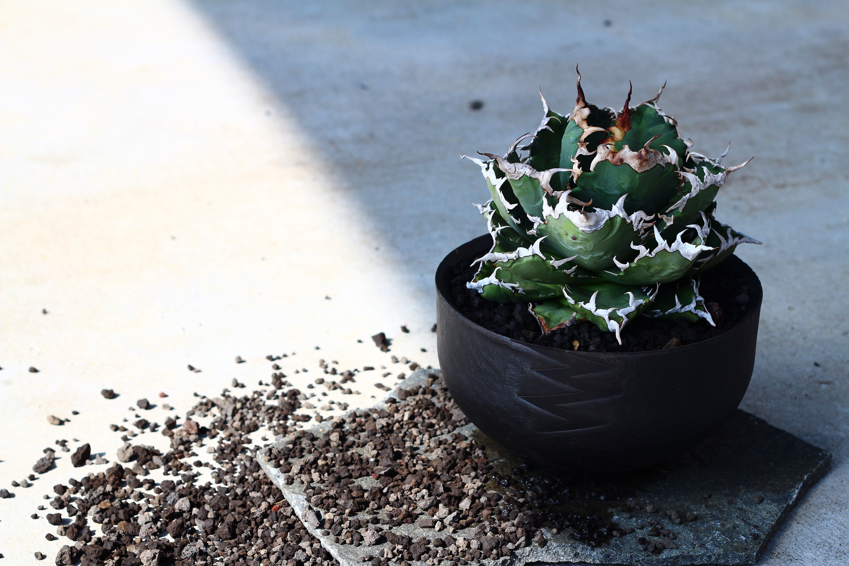 狂鯨 発根済 子株大 | plants by frame