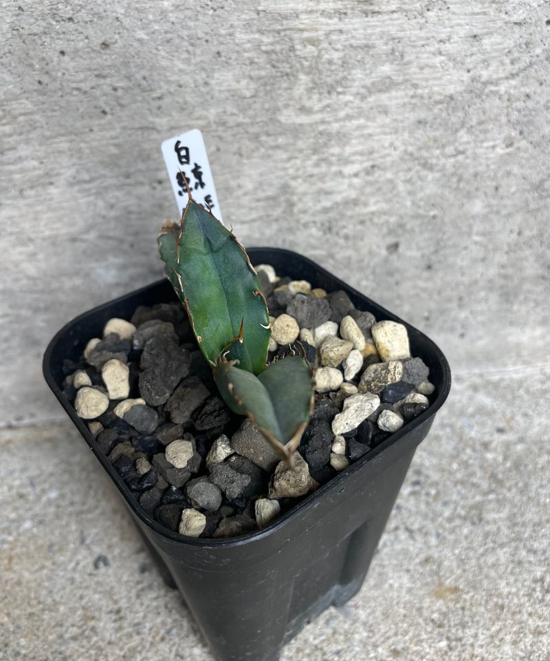lize血統)白鯨 発根済子株 | plants by frame lize血統)白鯨 発根済子株 | plants by frame