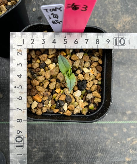 （TONY血統）海豚/発根済　子株　（海3）