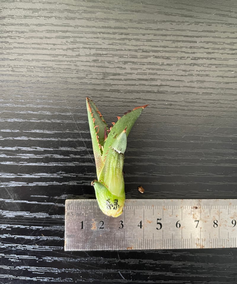 lize血統）緑犀牛 直子 ベアルート子株 | plants by frame