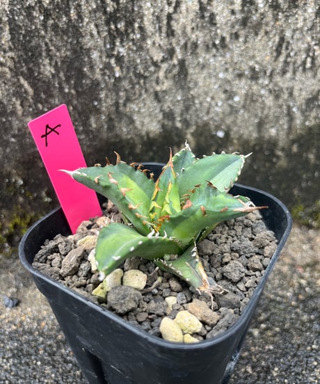 狂鯨　発根済　小株（A）